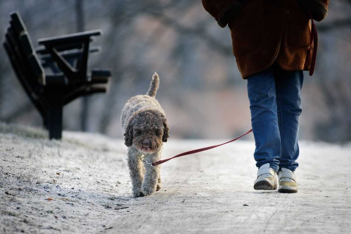 A spasso con il cane sulla neve