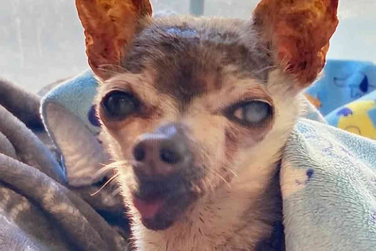 un primo piano di tatey