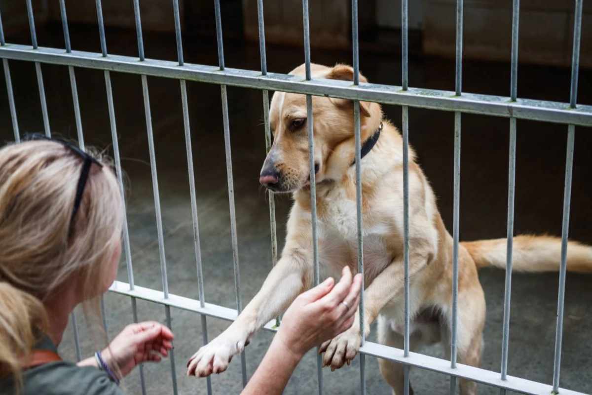 Un cane si avvicina alle sbarre per farsi adottare