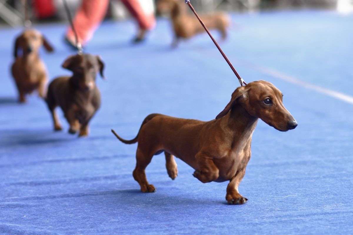 Bassotti a passeggio