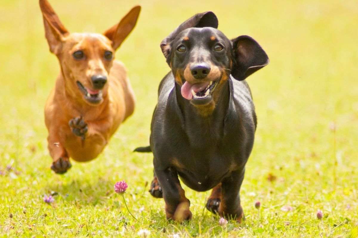 Cani liberi al parco