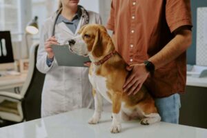 Padrone porta il cane dal veterinario per una visita
