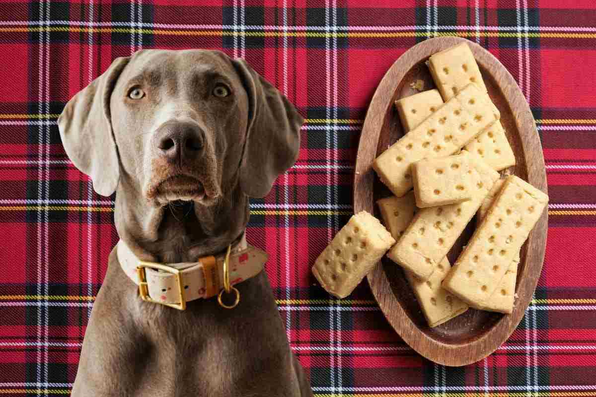 Sfiziosi biscotti salutari per cane