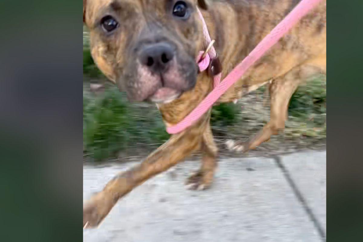 Il cane Brownie accudito dai volontari