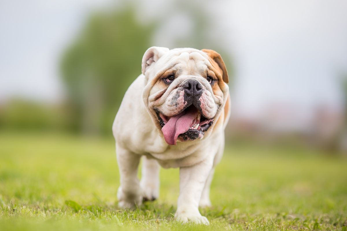 Un bulldog corre e gioca al parco
