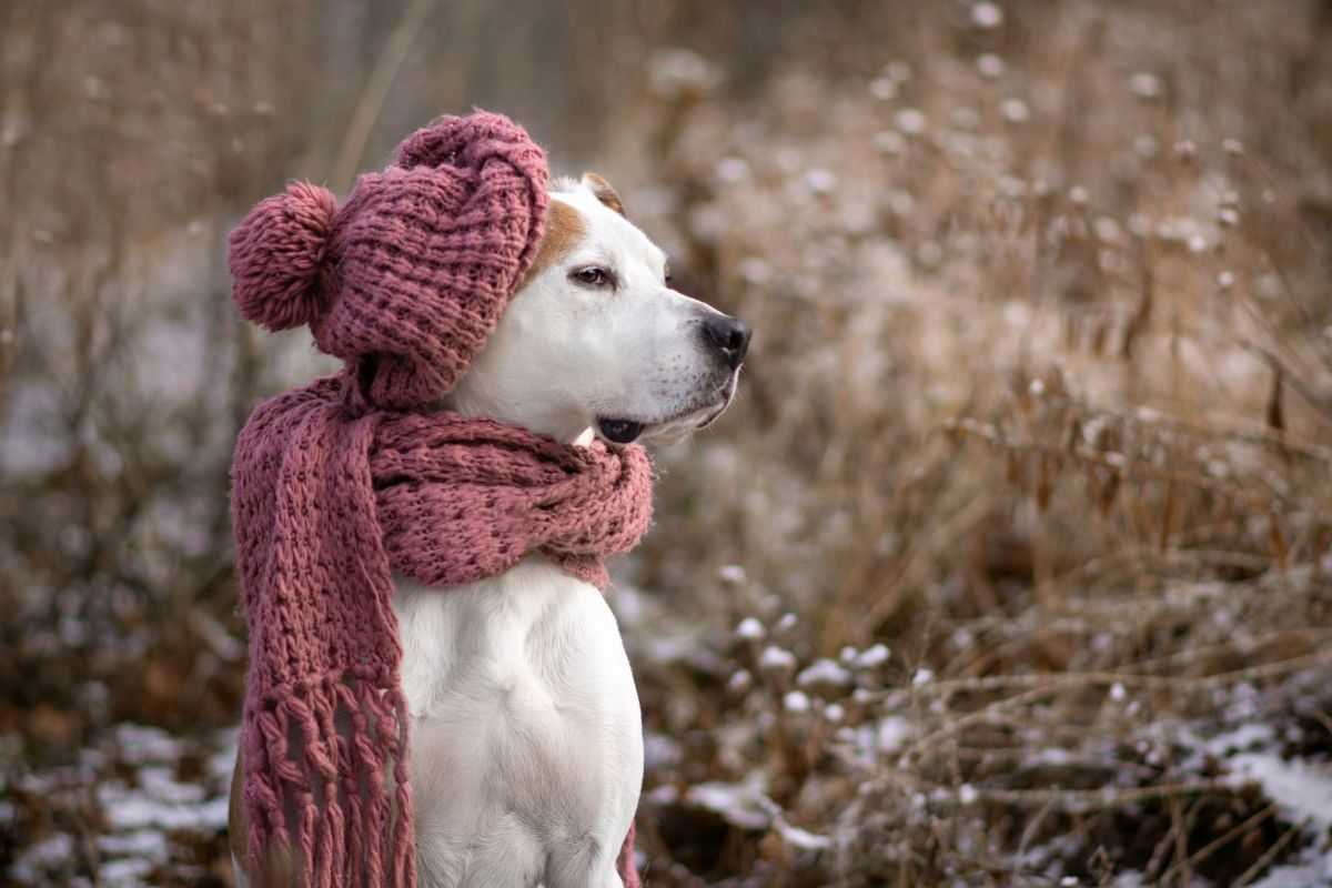 cane con sciarpa e capello in lana