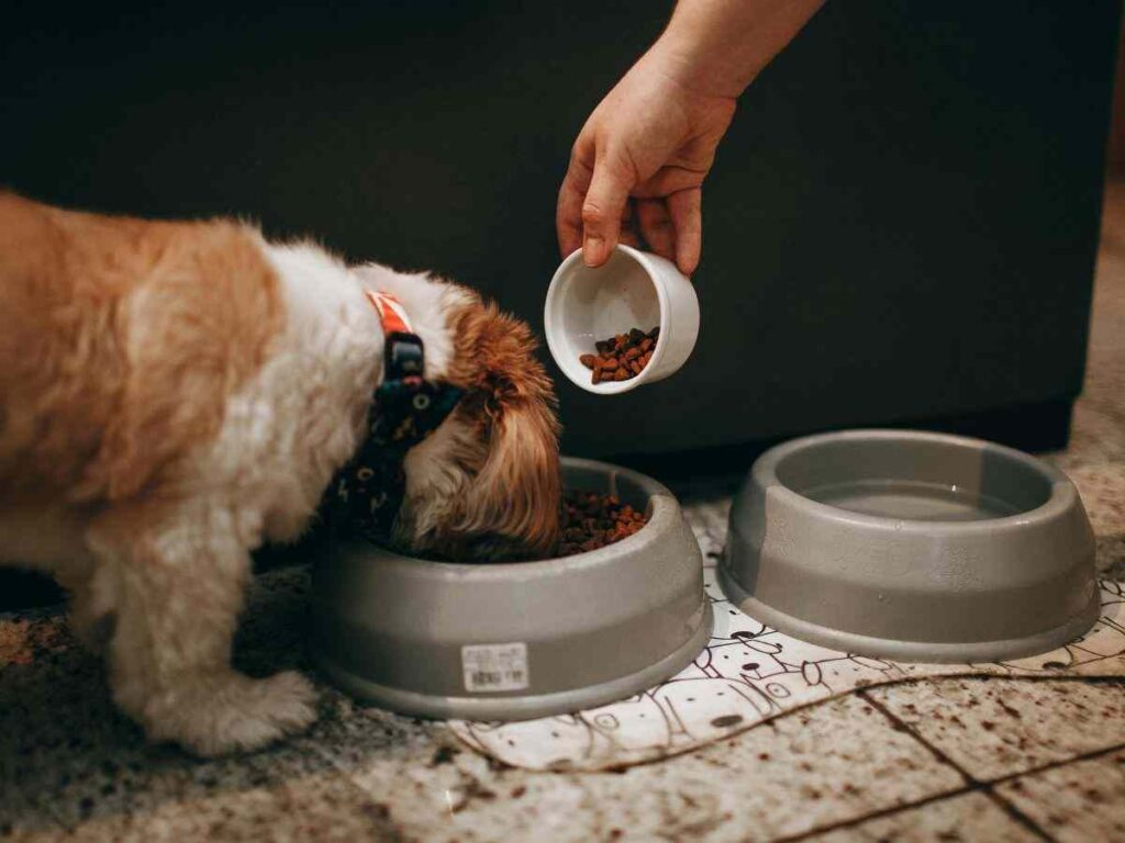 Cane che mangia crocchette