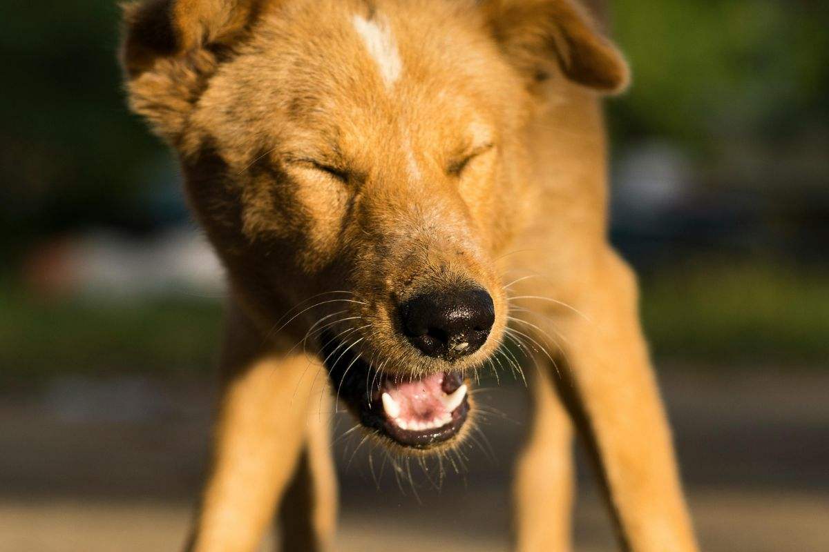 Cane starnutisce mentre passeggia