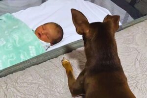 Cane veglia sul bambino in culla