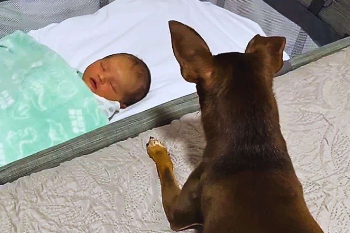 Cane veglia sul bambino in culla