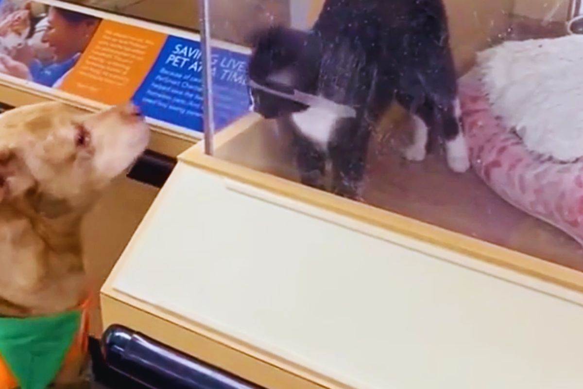 Il Pitbull Debo socializza con il micio