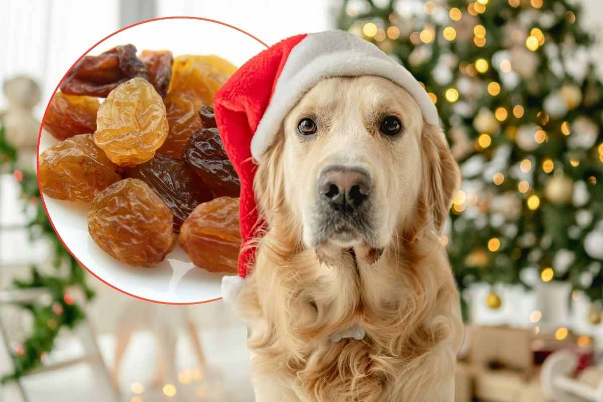 Cane indossa berretto natalizio