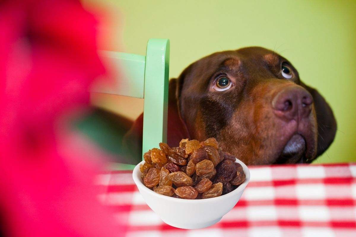 Un cane affamato a tavola