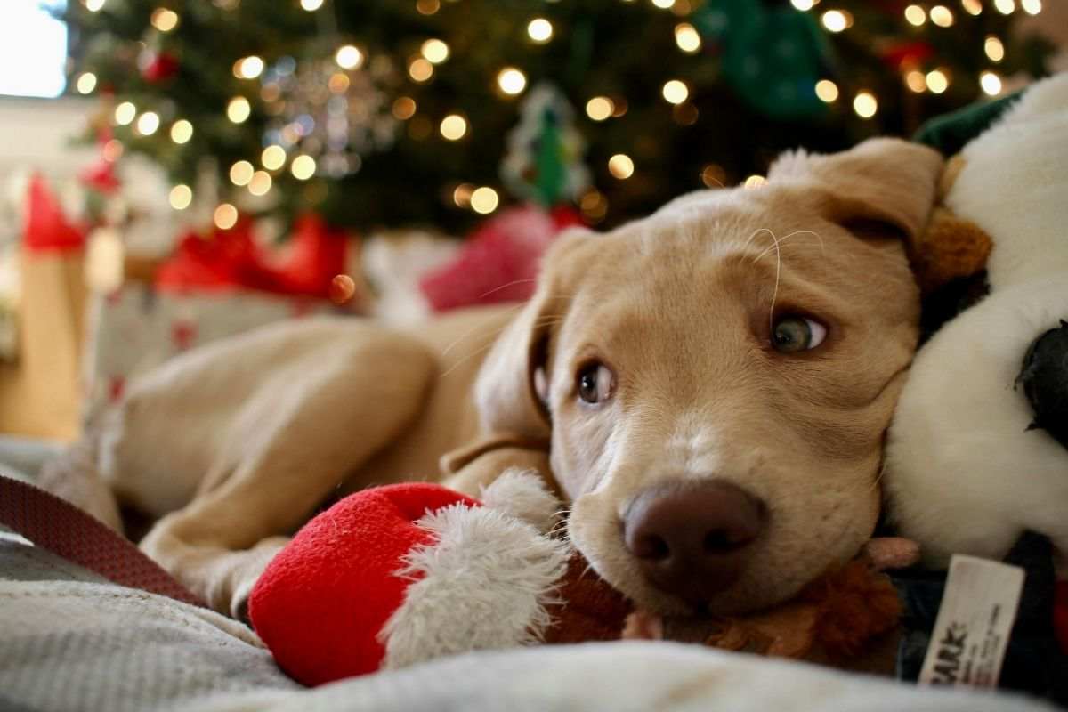 Cane in fase di relax in un giorno di festa