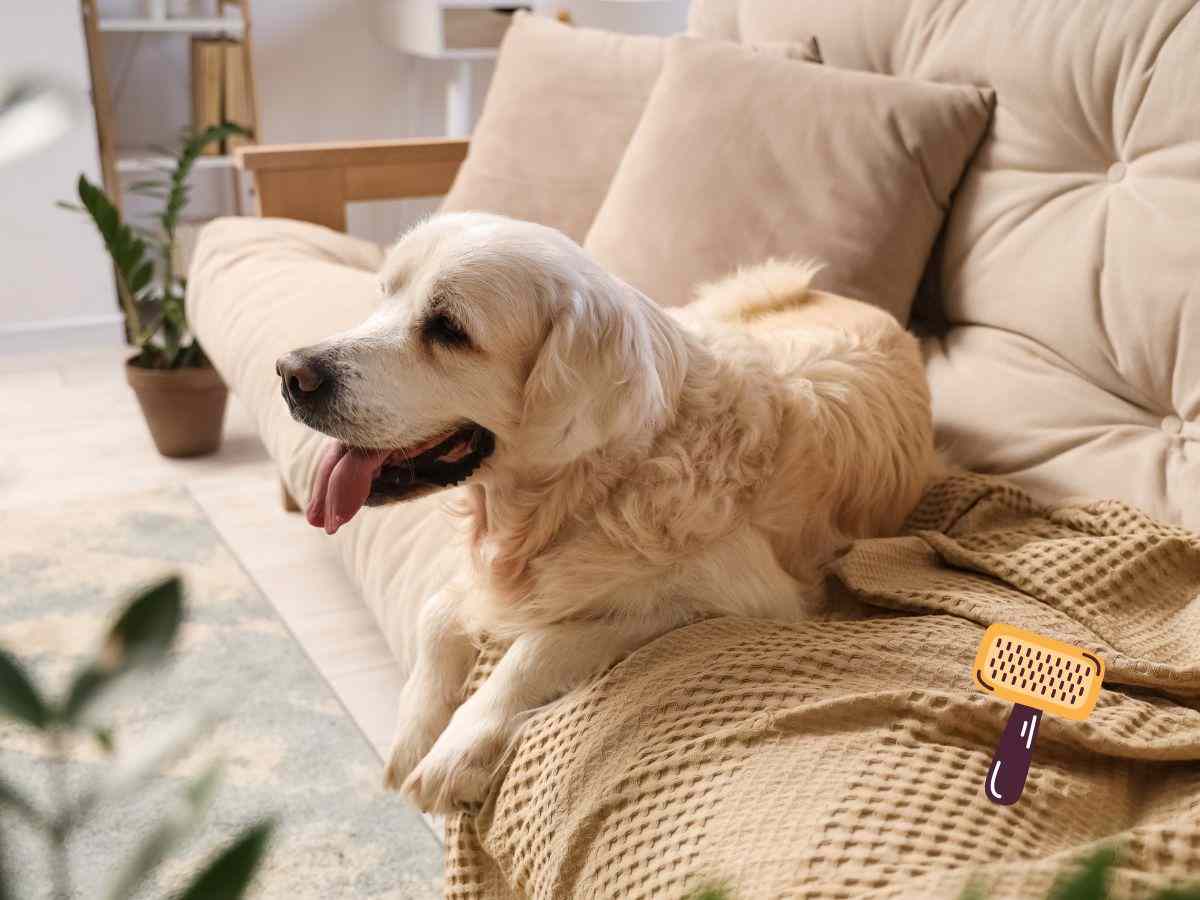 Cane sul divano