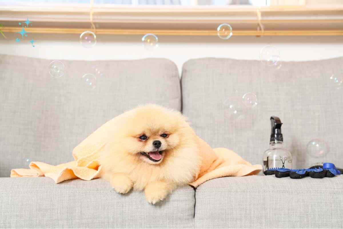 Cane sul divano pulito