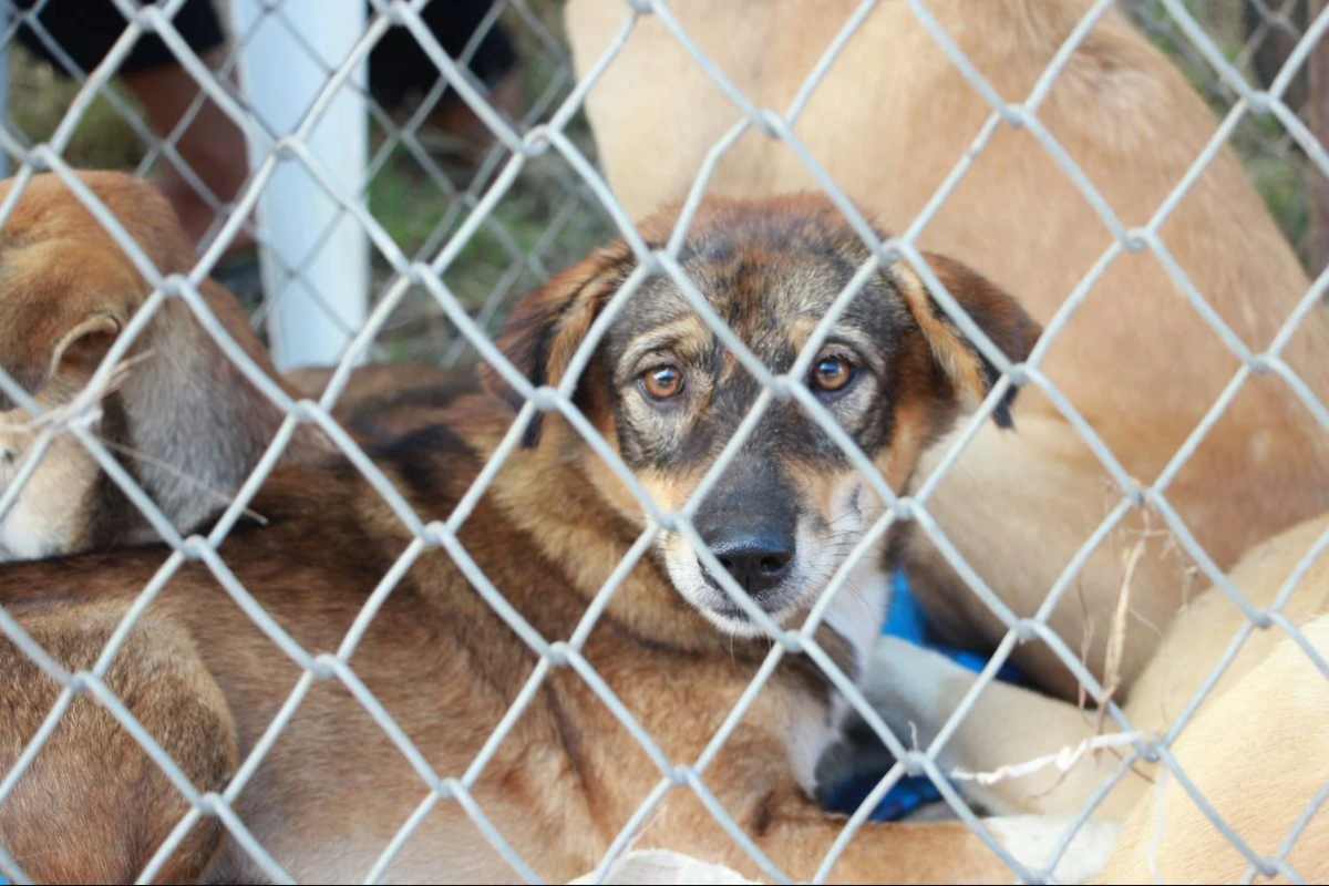 Cani in cerca di una famiglia