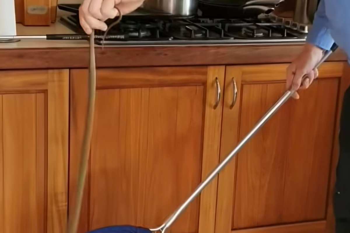 Serpente in cucina VIDEO