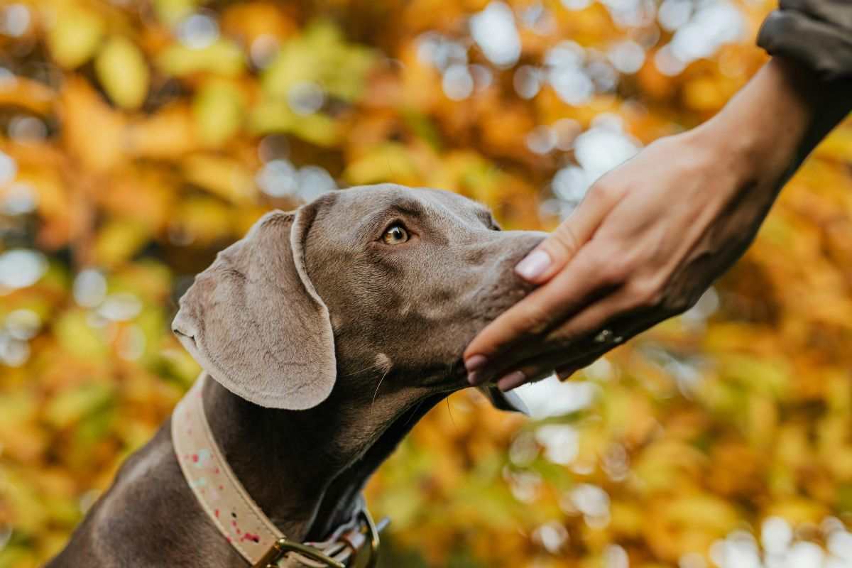 Passeggiata all'aria aperta con il cane