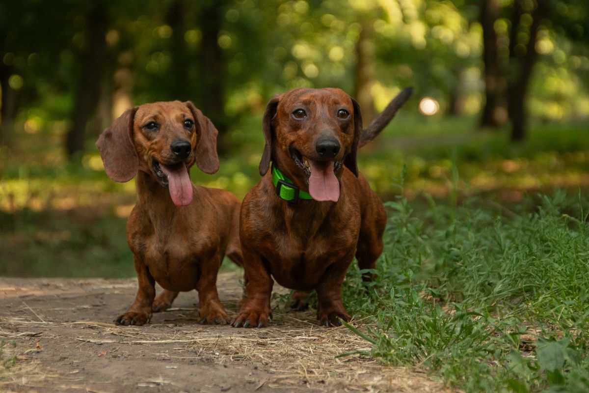 Due bassotti giocano all'aperto