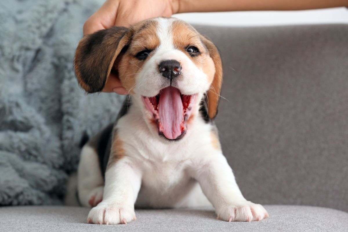 Coccole a un cucciolo di Beagle