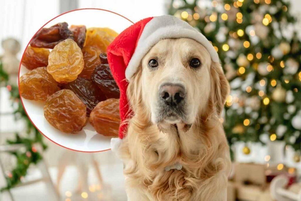 Casa addobbata per Natale