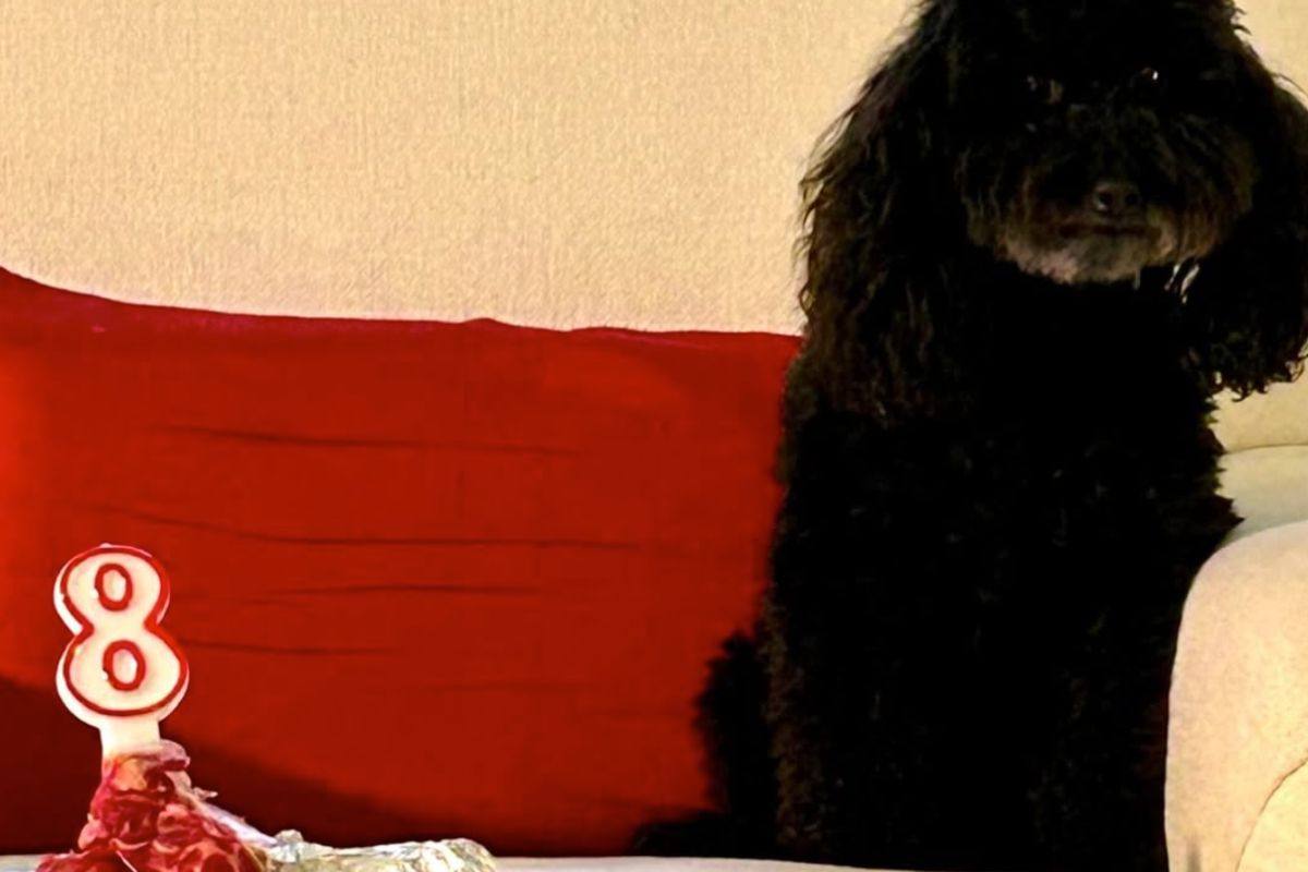 la barboncina Ondina nel giorno del suo compleanno