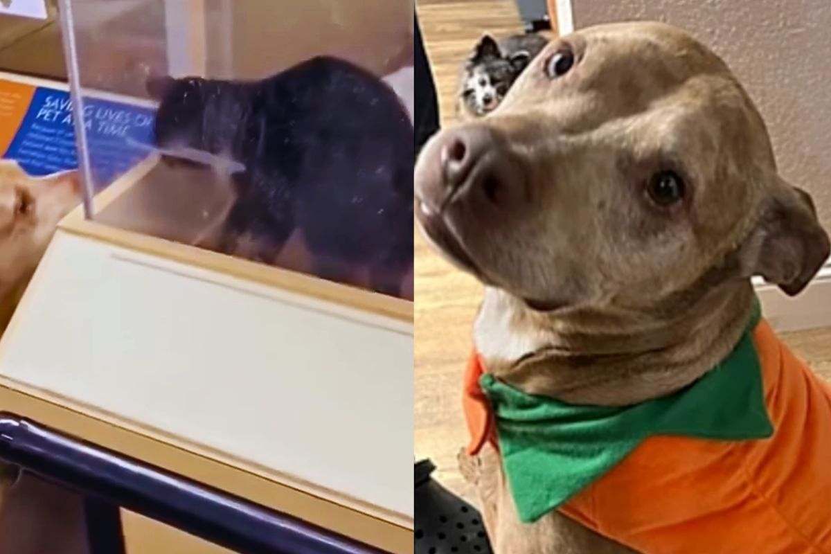 Debo Pitbull dagli occhi dolci