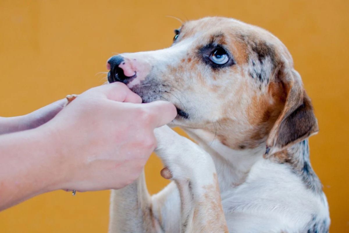 Cane instaura rapporto profondo con il padrone