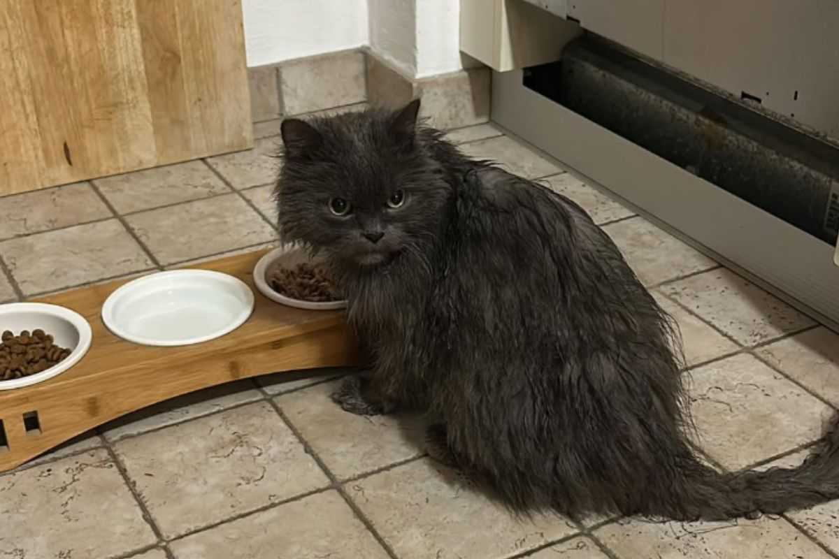 Grigio appena riportato a casa affamato e spaventato