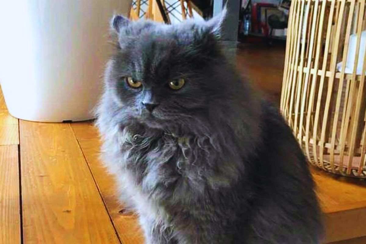 Grigio dallo sguardo ancora imbronciato