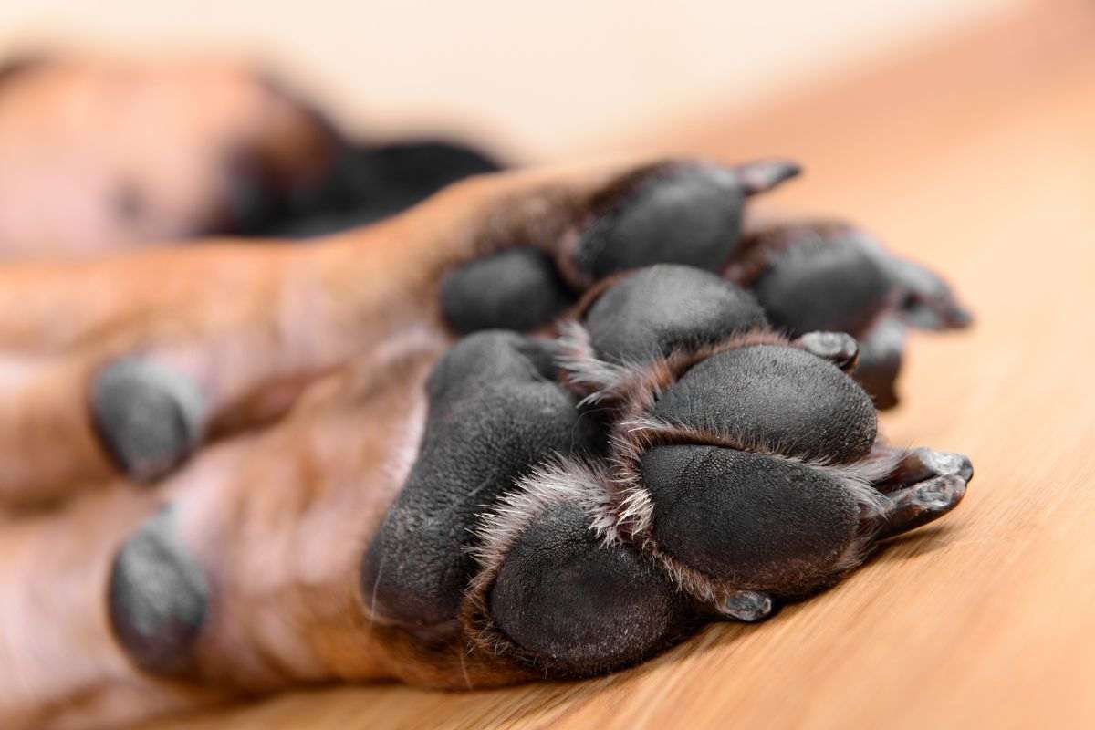 Cane risposa sdraiato a terra