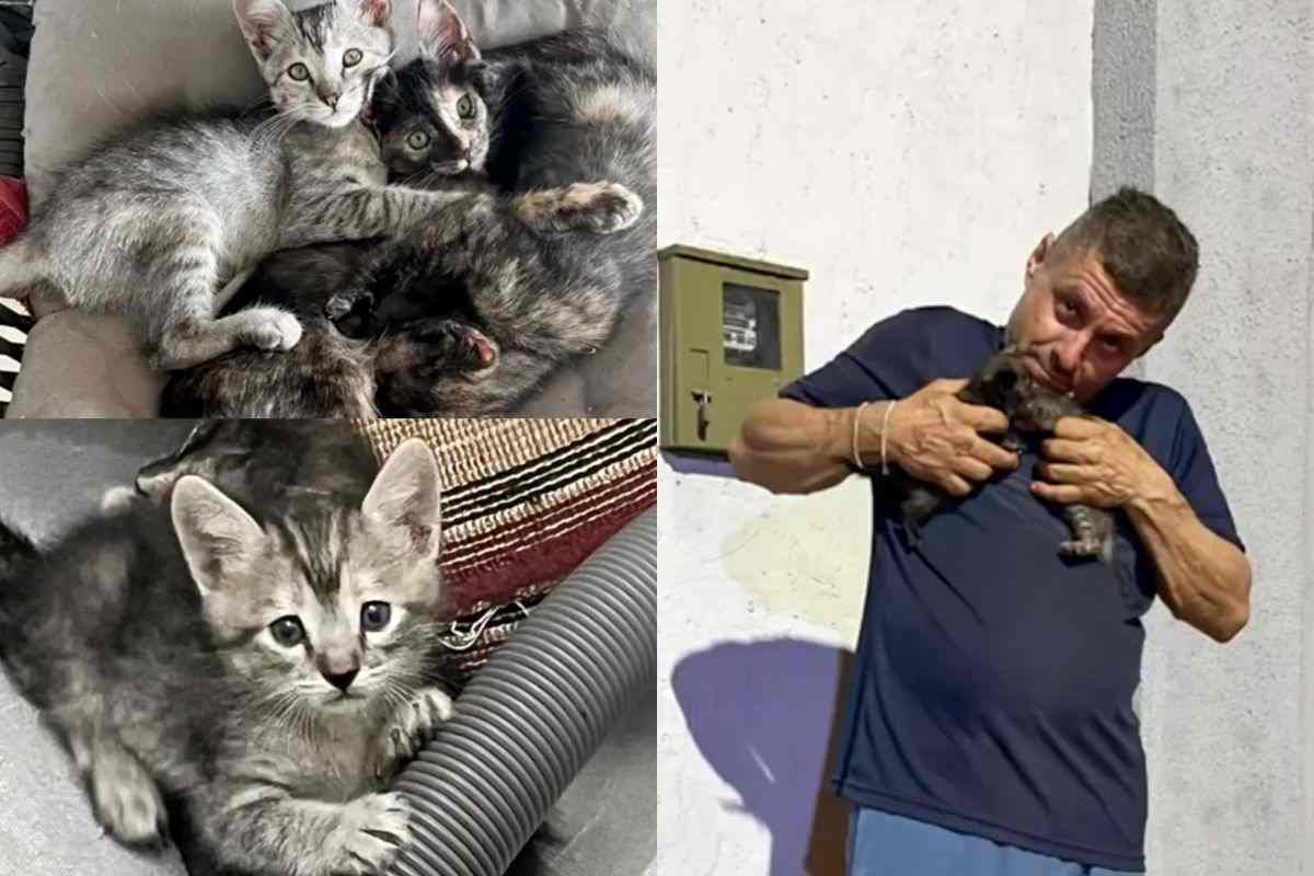 L'uomo che ha portato a casa i tre micetti