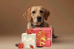 cane con davanti dei pacchi regalo