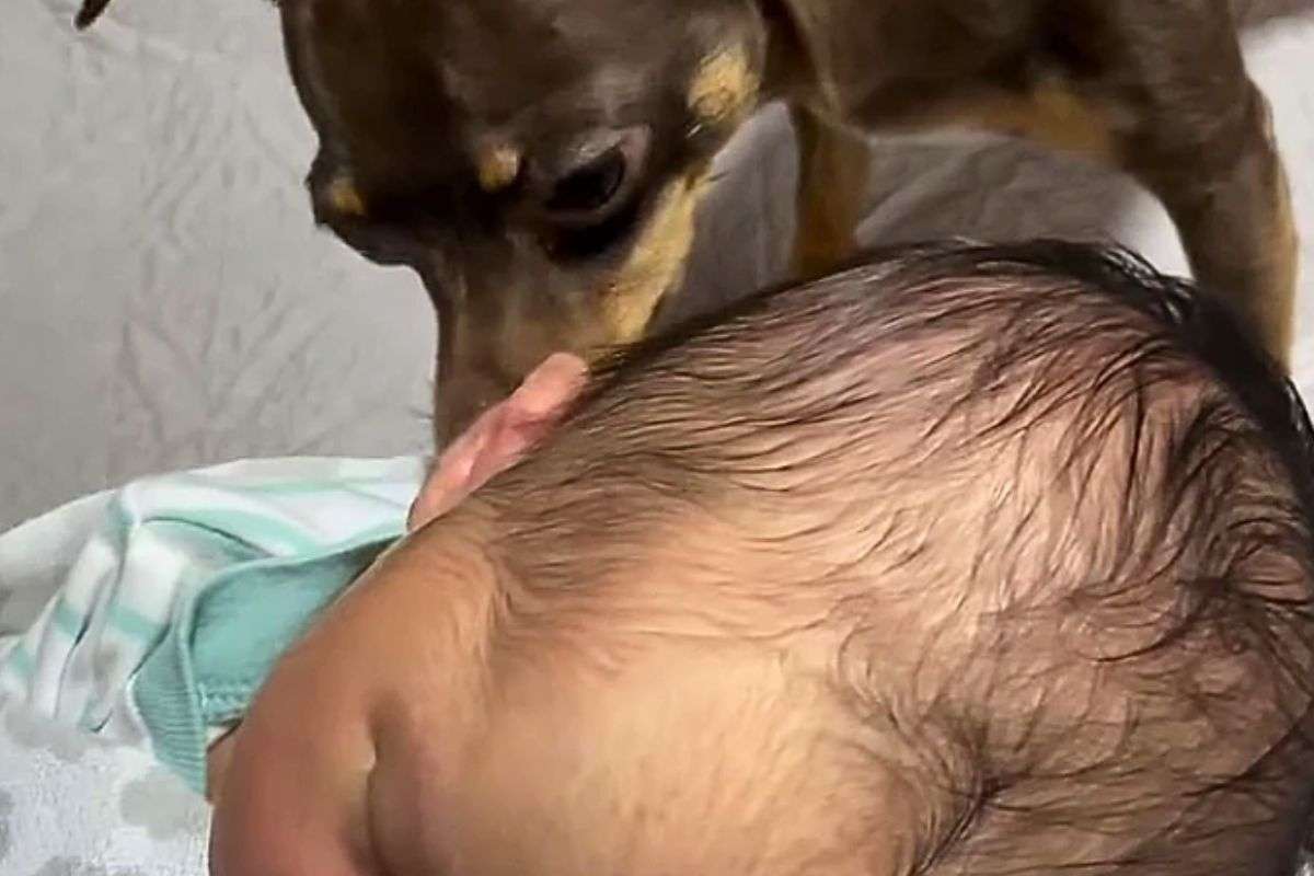 Il pinscher annusa odore del neonato