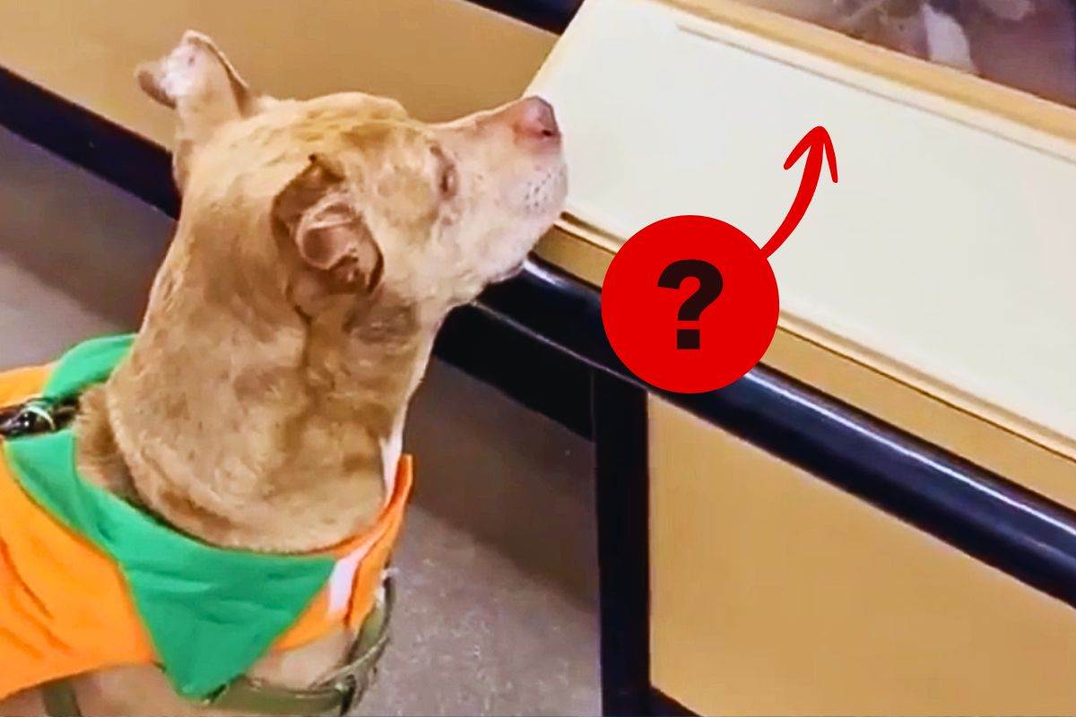 Debo costringe la padrona all'adozione del gatto