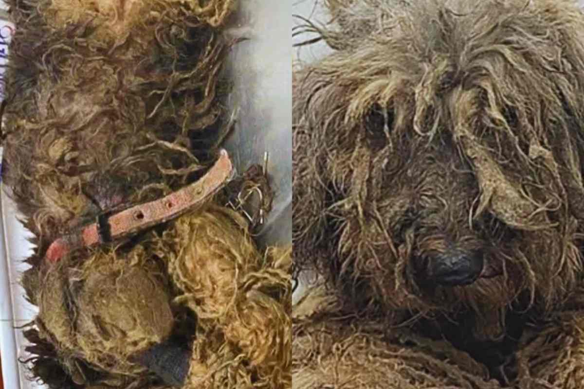 la cagnetta Margarida appena salvata