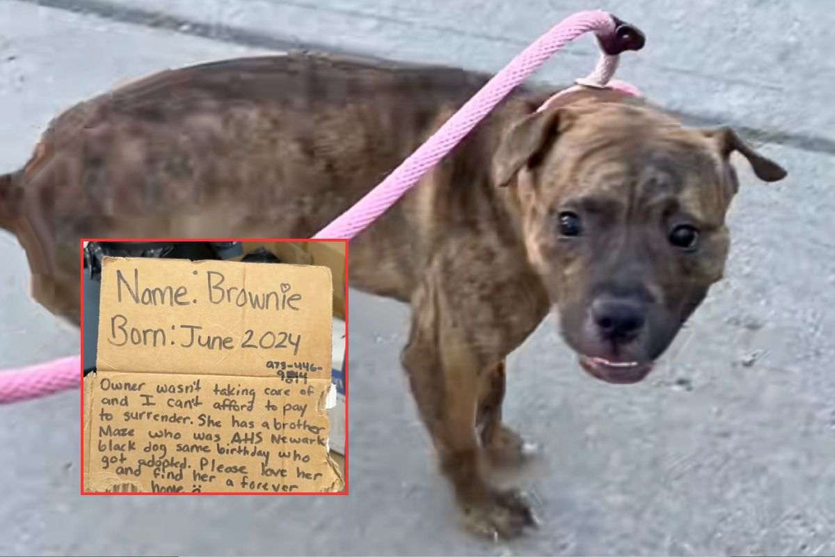 Il cartello lasciato da chi ha abbandonato il cane