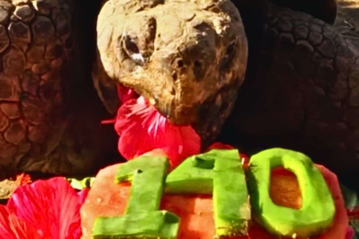 la tartaruga Gramma compie 140 anni