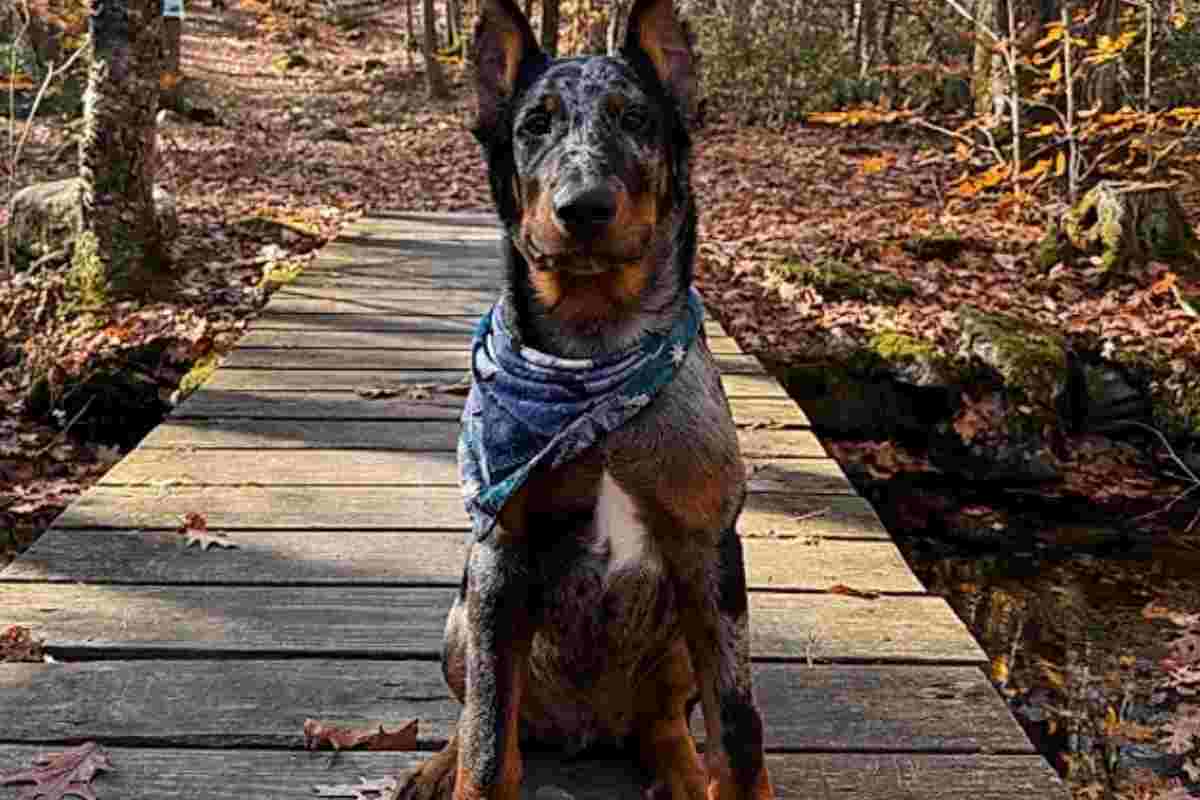 una foto del cucciolo gigante