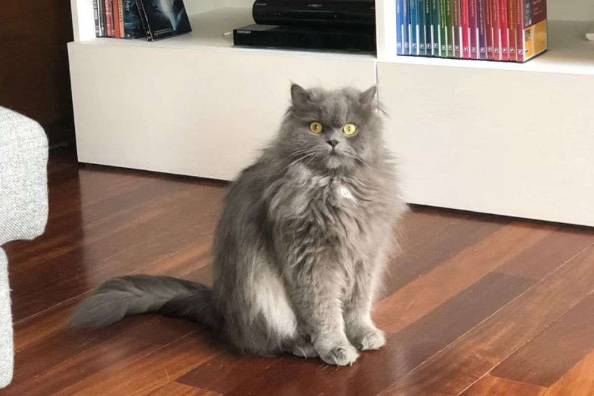 Grigio il gatto dal pelo lungo