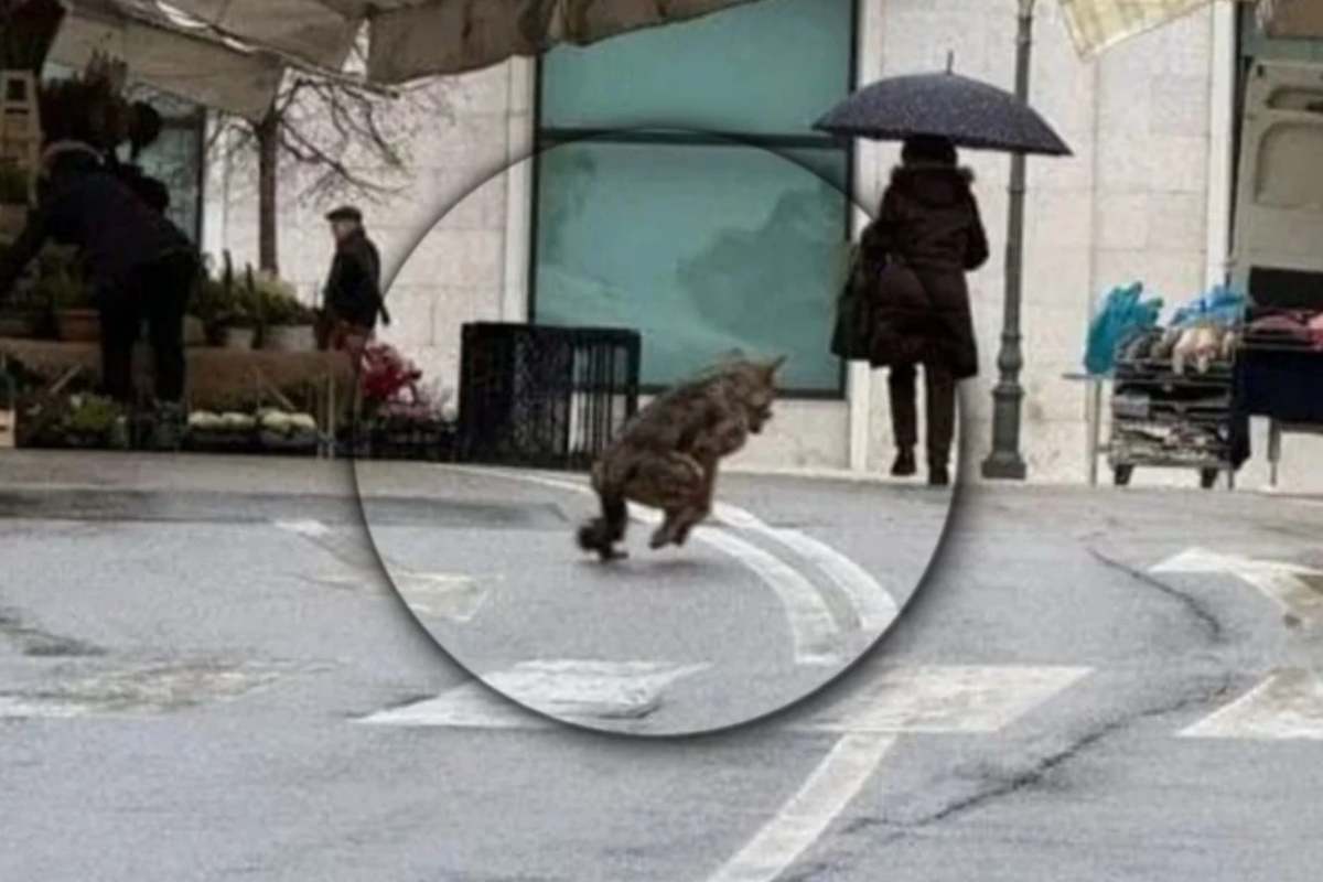 Un lupo a spasso tra le bancarelle