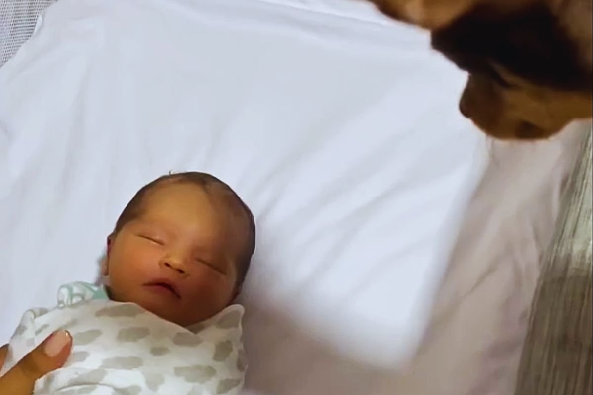 Il pinscher osserva il bimbo appena nato