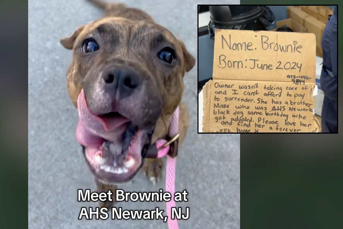 Brownie cane abbandonato negli USA