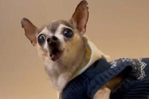 Tatey il chihuahua abbandonato