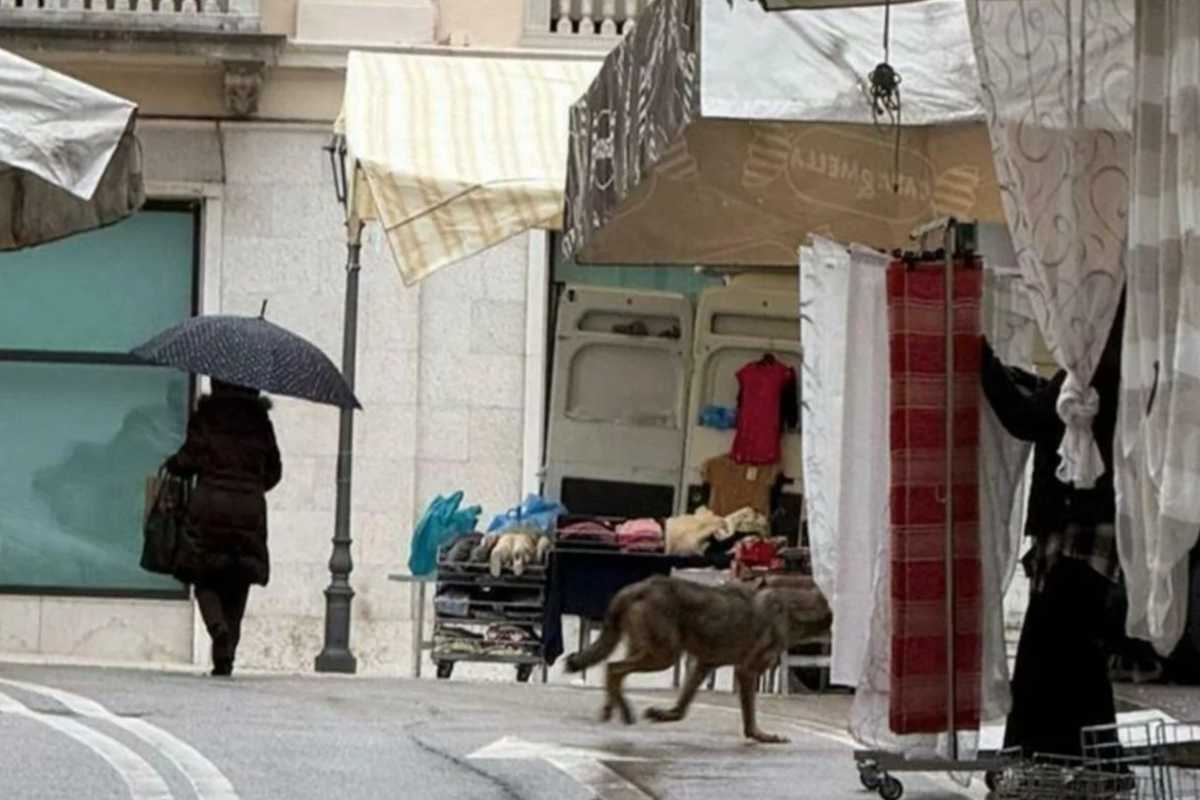 Lupo al mercato nella provincia di Treviso