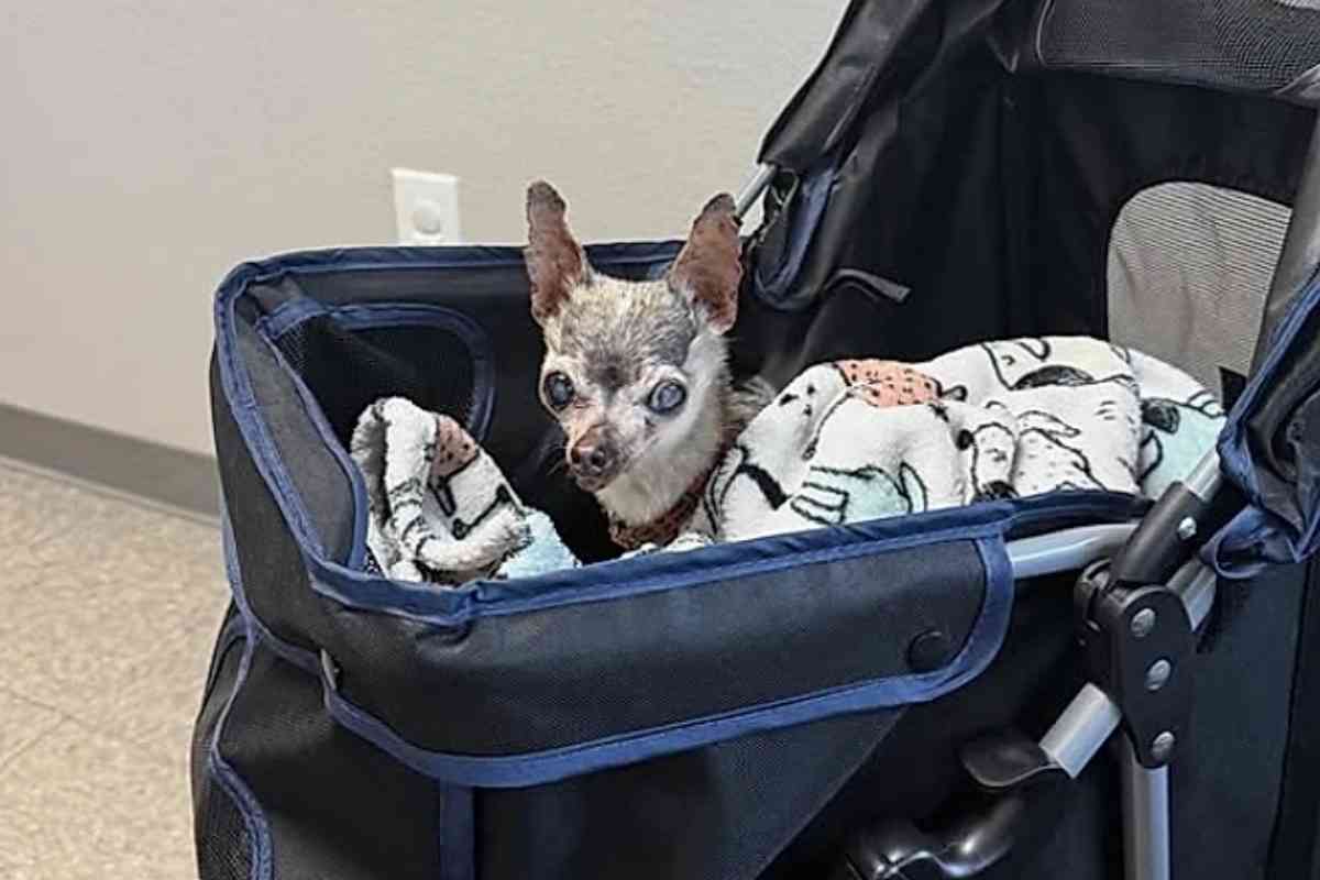 tatey nel passeggino