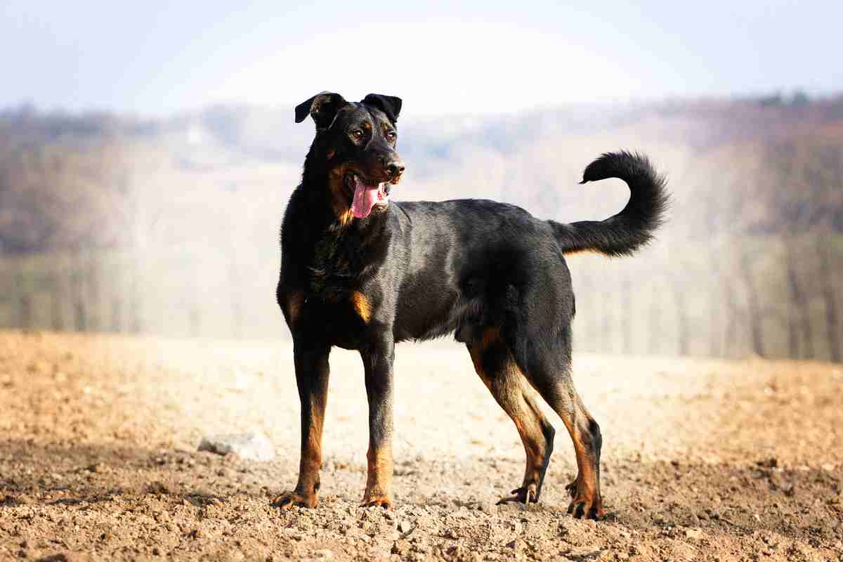 un beauceron adulto