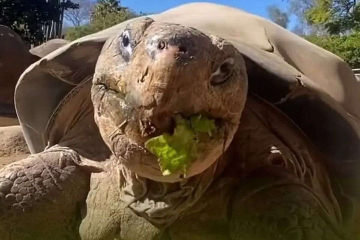 la tartaruga più anziana del mondo