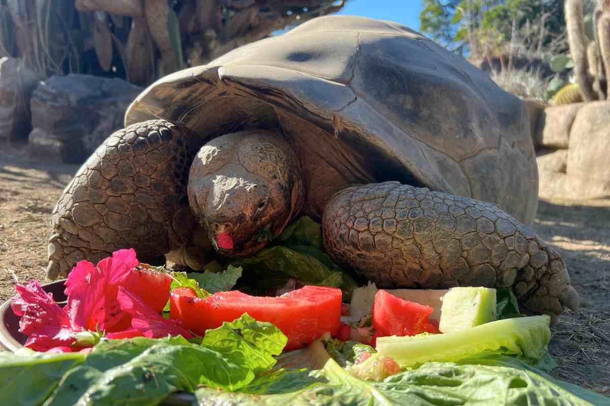 La testuggine delle Galapagos Gramma morta 141 anni